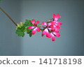Close up of pink geranium flowers blooming with a soft blue blurred background, highlighting natural beauty, colors and floral details. 141718198