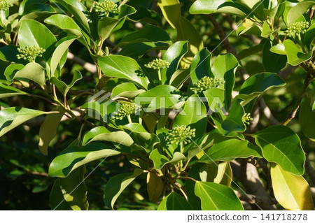 Japanese laurel buds - July 2026 Japanese laurel buds - July 2026 141718278