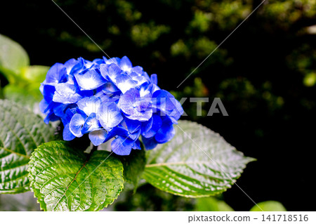 藍色繡球花 藍色繡球花 141718516
