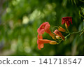 Close-up of vibrant red trumpet creeper flowers (Campsis radicans) blooming in a summer garden with a soft green bokeh background. Natural floral beauty and outdoor gardening concept. 141718547