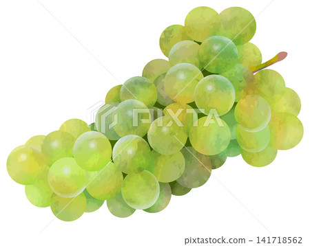 Watercolor-style vector of white grapes 141718562