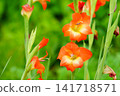 Gladiolus (Chinese iris) flower 141718571