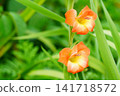 Gladiolus (Chinese iris) flower 141718572
