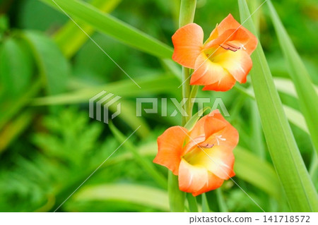 唐菖蒲(中國鳶尾)花 唐菖蒲(中國鳶尾)花 141718572