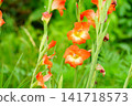 Gladiolus (Chinese iris) flower 141718573