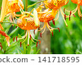 Flower of Konioni lily 141718595