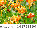 Flower of Konioni lily 141718596