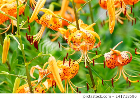 Flower of Konioni lily Flower of Konioni lily 141718596
