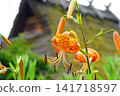 Flower of Konioni lily 141718597