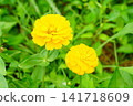 Zinnia flower 141718609