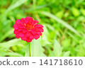 Zinnia flower 141718610