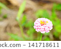 Zinnia flower 141718611