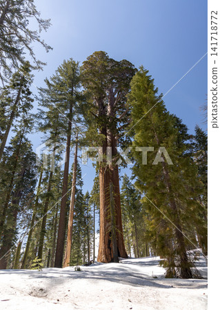 Giant sequoia tree with path in forest winter snow landscape Giant sequoia tree with path in forest winter snow landscape 141718772