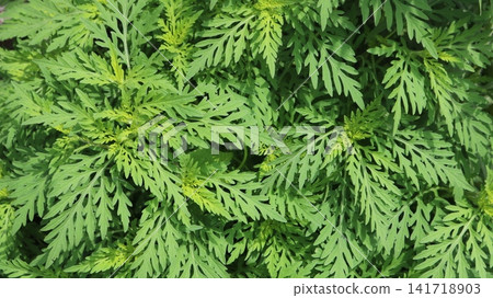 Dense thickets of common ragweed. The plant has bright green, intricately feathered leaves. The fresh greenery densely fills the entire frame, creating a natural, textured background. Dense thickets of common ragweed. The plant has bright green, intricately feathered leaves. The fresh greenery densely fills the entire frame, creating a natural, textured background. 141718903