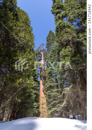 Giant sequoia tree with path in forest winter snow landscape Giant sequoia tree with path in forest winter snow landscape 141718942