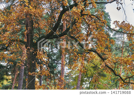 Autumn silence..Oak trees in colorful foliage Autumn silence..Oak trees in colorful foliage 141719088