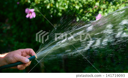 Summer refreshing.Stream of water from a hose.Watering plants Summer refreshing.Stream of water from a hose.Watering plants 141719093