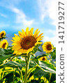 Sunflower blooming under the blue sky Sunflower blooming under the blue sky 141719277