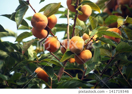 When the persimmon fruits color When the persimmon fruits color 141719346