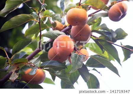 When the persimmon fruits color When the persimmon fruits color 141719347