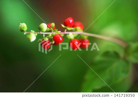 Young fruits of the Coralberry Young fruits of the Coralberry 141719350