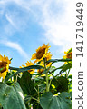 Sunflowers blooming towards the blue sky Sunflowers blooming towards the blue sky 141719449