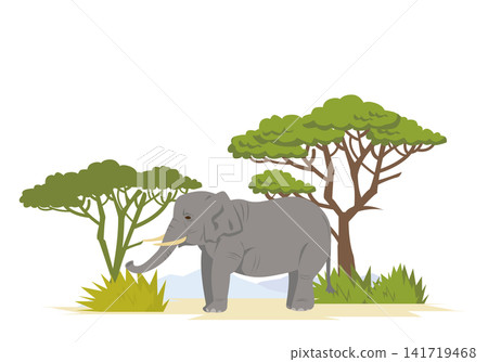 African elephants in the savanna African elephants in the savanna 141719468