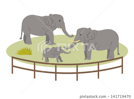 Zoo African elephant Zoo African elephant 141719470