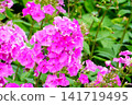 Flows Flower 141719495