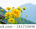 Flower of the Japanese daisy (Hanagasagiku) 141719496