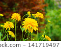 Flower of the Japanese daisy (Hanagasagiku) 141719497
