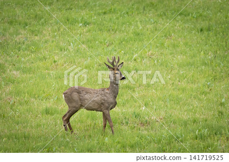 Roe deer on a green meadow 141719525