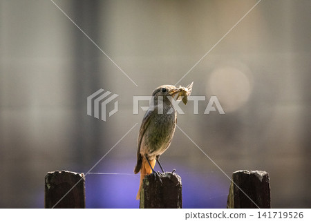 A black redstart bird with a moth in its beak A black redstart bird with a moth in its beak 141719526