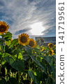 Sunflowers shining in the backlight Sunflowers shining in the backlight 141719561