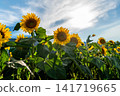 A field of sunflowers shining in the backlight. A field of sunflowers shining in the backlight. 141719665