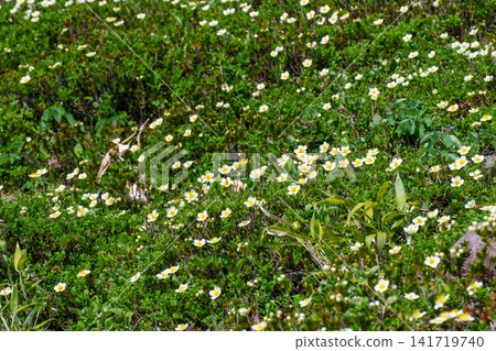 A cluster of Geum pentapetalum flowers blooming in the Daisetsuzan Mountains of Hokkaido: A summer scene of alpine plants. A cluster of Geum pentapetalum flowers blooming in the Daisetsuzan Mountains of Hokkaido: A summer scene of alpine plants. 141719740