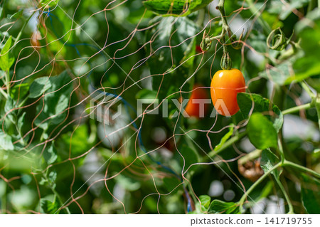 Mini tomatoes and bird netting Mini tomatoes and bird netting 141719755