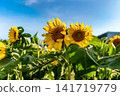Sunflowers blooming together Sunflowers blooming together 141719779
