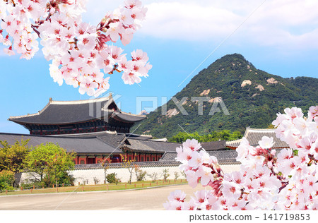 Sakura blossoming spring season. Horizontal banner with branch of blooming sakura, Gwanghwamun Gate of Gyeongbokgung palace, Seoul, South Korea. Topic of travel, trip abroad on vacation, cruises, tour Sakura blossoming spring season. Horizontal banner with branch of blooming sakura, Gwanghwamun Gate of Gyeongbokgung palace, Seoul, South Korea. Topic of travel, trip abroad on vacation, cruises, tour 141719853