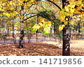 Calm fall season. Beautiful landscape with linden alley in autumn park. Lindens trees with green, yellow and orange leaves and footpath in the town park in sunny day. Lime trees form a beautiful alley 141719856
