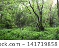 Picturesque landscape - primeval forest in sunny day. Beautiful scene with rays of sunlight in summer forest, Belovezhskaya Pushcha Nature Reserve. Woodland in national park Bialowieza Forest, Europe 141719858