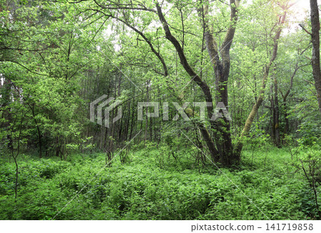 Picturesque landscape - primeval forest in sunny day. Beautiful scene with rays of sunlight in summer forest, Belovezhskaya Pushcha Nature Reserve. Woodland in national park Bialowieza Forest, Europe Picturesque landscape - primeval forest in sunny day. Beautiful scene with rays of sunlight in summer forest, Belovezhskaya Pushcha Nature Reserve. Woodland in national park Bialowieza Forest, Europe 141719858
