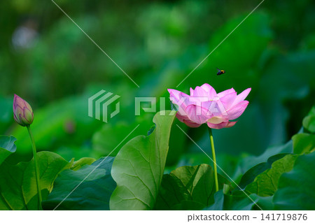 Bees flutter around lotus flowers. Bees flutter around lotus flowers. 141719876