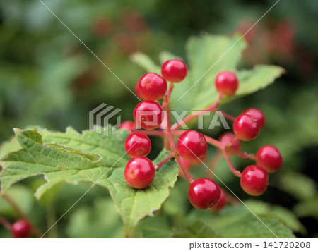 莢蒾屬植物（Viburnum dilatatum）的紅色漿果在炎熱潮濕的八月顯得格外美麗。 141720208