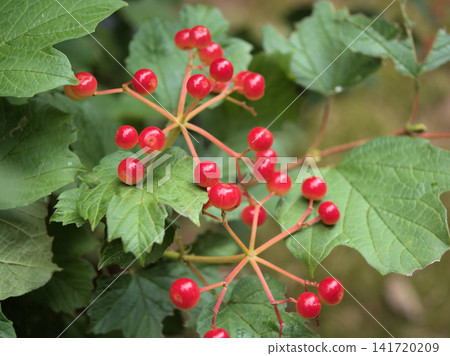 莢蒾屬植物(Viburnum dilatatum)的紅色漿果在炎熱潮濕的八月顯得格外美麗。 莢蒾屬植物(Viburnum dilatatum)的紅色漿果在炎熱潮濕的八月顯得格外美麗。 141720209