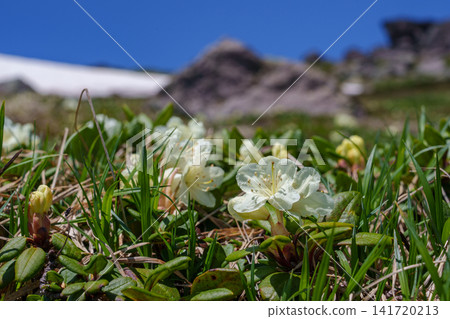 北海道大雪山盛開的黃色杜鵑花:夏日高山植物的景象。 北海道大雪山盛開的黃色杜鵑花:夏日高山植物的景象。 141720213