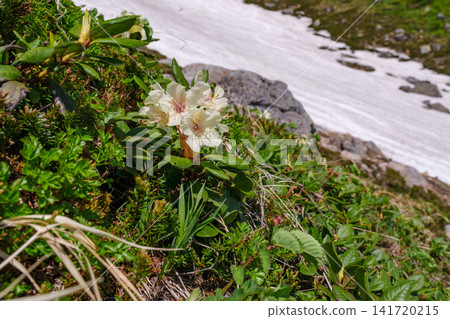 Yellow rhododendrons blooming in the Daisetsuzan Mountains of Hokkaido: A summer scene of alpine plants. Yellow rhododendrons blooming in the Daisetsuzan Mountains of Hokkaido: A summer scene of alpine plants. 141720215