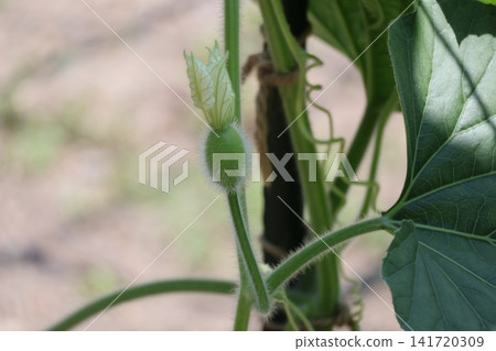 A scene of a gourd seedling with fruit beginning to form beneath a withered flower. A scene of a gourd seedling with fruit beginning to form beneath a withered flower. 141720309