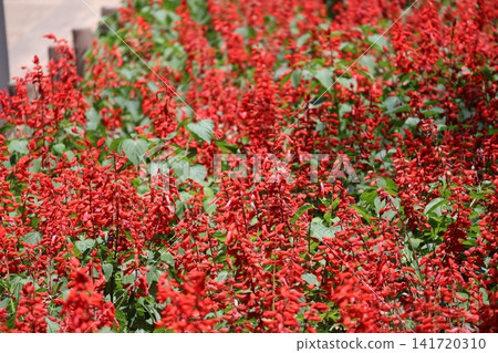 A scene of a field of salvia flowers in full bloom, their bright red blossoms in full color. A scene of a field of salvia flowers in full bloom, their bright red blossoms in full color. 141720310