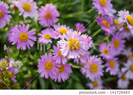 Pink Erigeron Aster Flowers in Summer Garden Pink Erigeron Aster Flowers in Summer Garden 141720483
